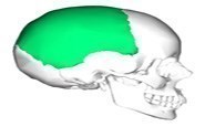 parietal