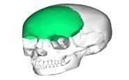 frontal bone