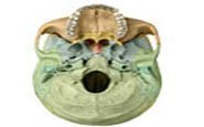Internal & Inferior view