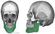 mandible
