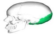 occipital_1