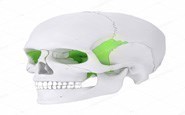 sphenoid