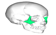 zygomatic